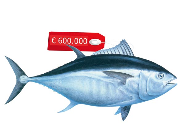 Chinesen bezahlten 600.000 Euro für einen Thunfisch Chinesen bezahlten 600.000 Euro für einen Thunfisch